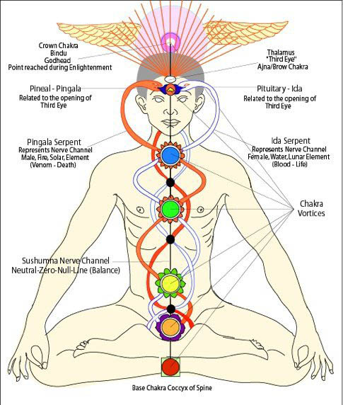 Ida and Pingala Nadis crisscrossing at the chakras