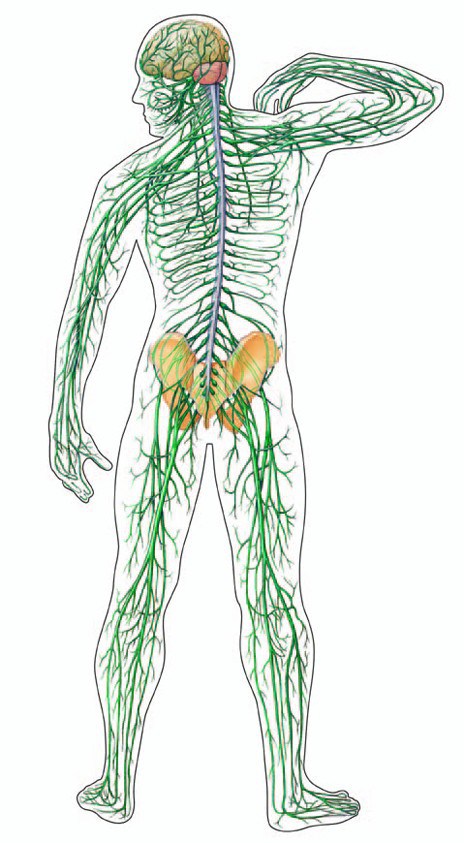 Peripheral Nervous System